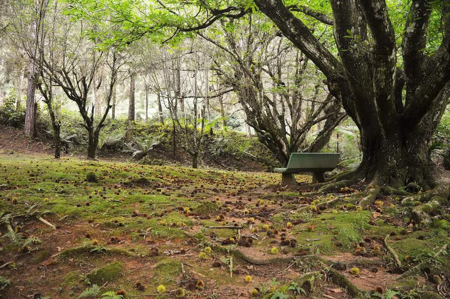 O que fazer em São Francisco Xavier