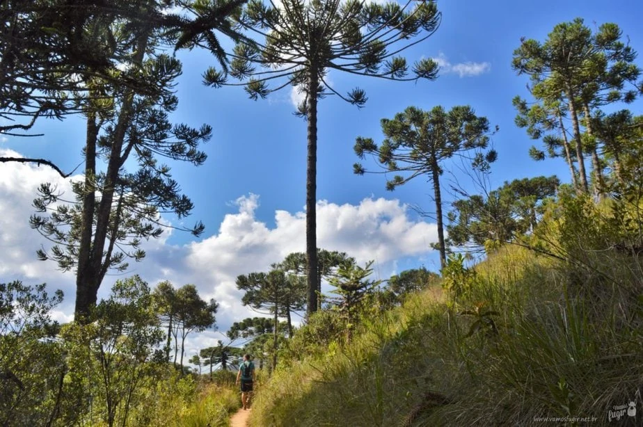trilhas do Horto Florestal de Campos do Jordão