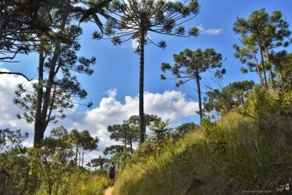 trilhas do Horto Florestal de Campos do Jordão