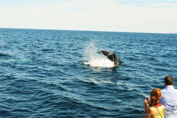 Whale Watching em Sydney
