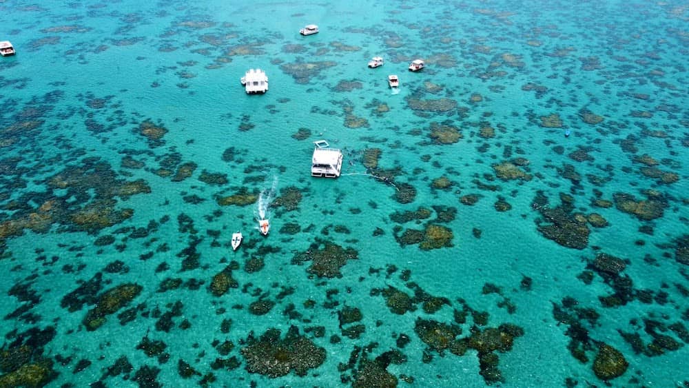 maracajau